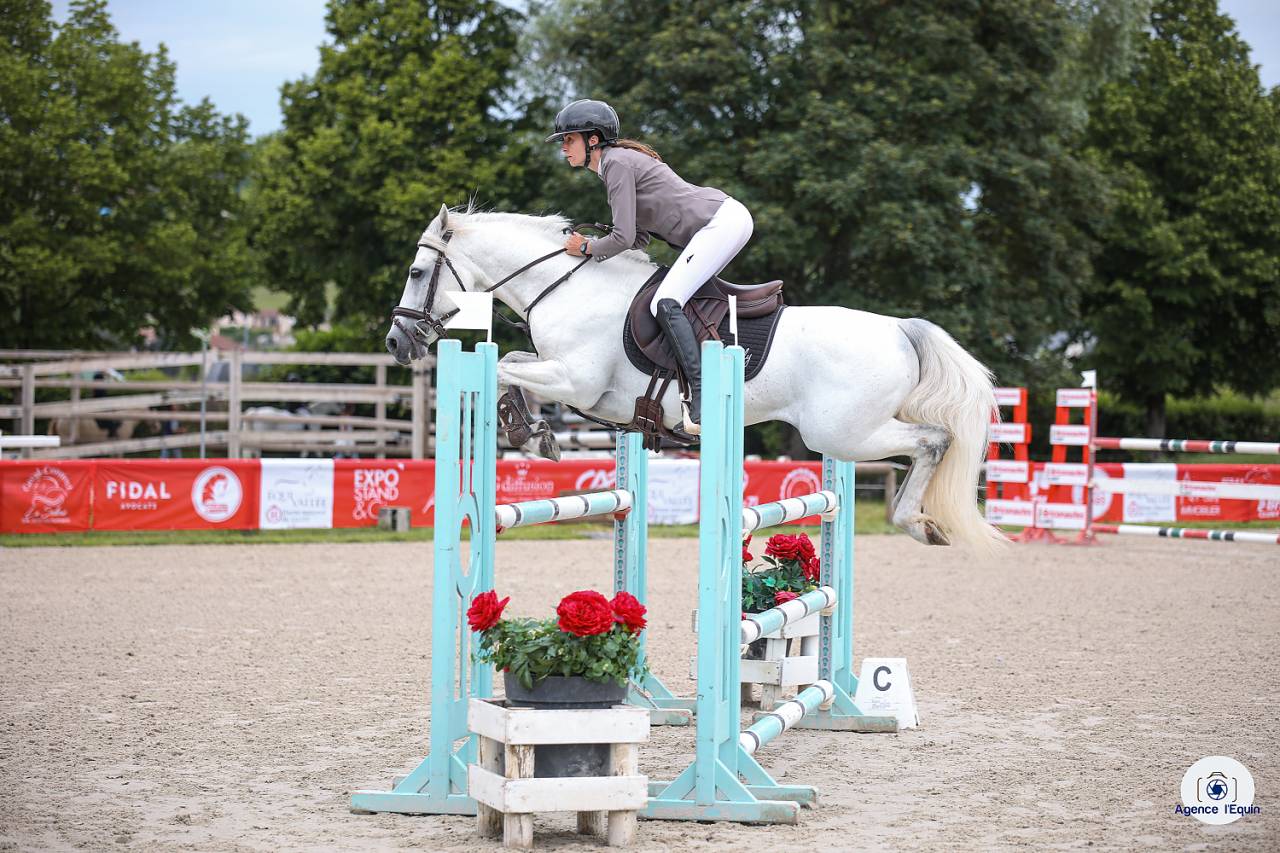 Entire Connemara For sale 2017 Grey