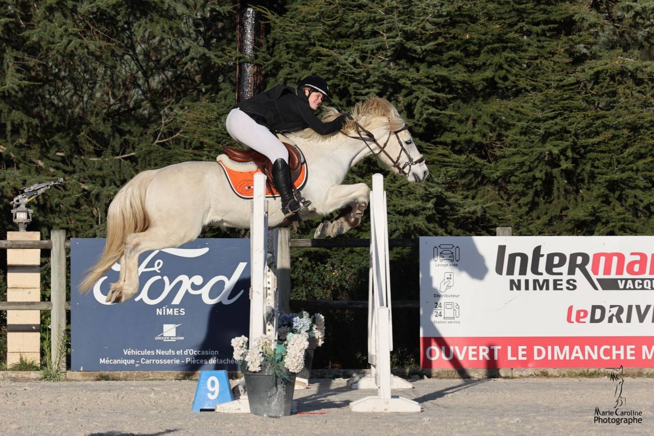 Entire Connemara For sale 2017 Grey