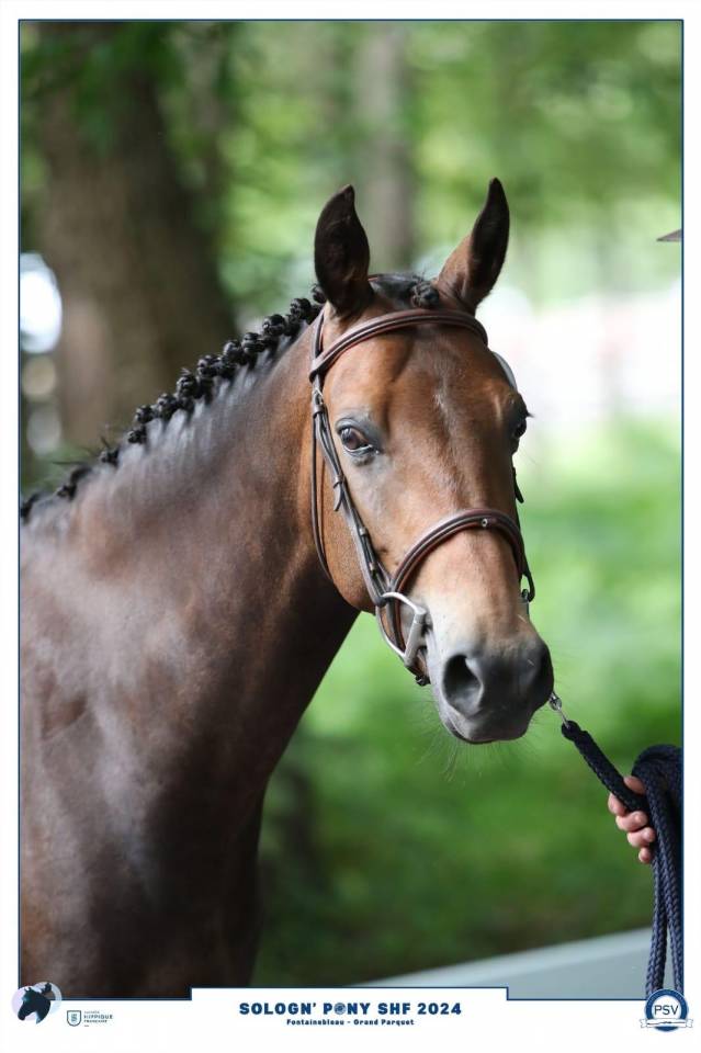 Mare French Saddle Pony For sale 2019 Dark Bay