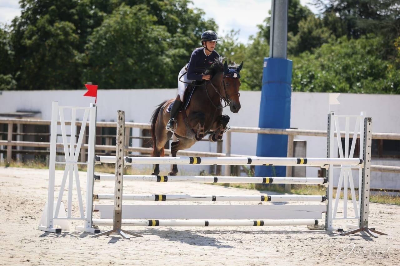 Mare French Saddle Pony For sale 2019 Dark Bay