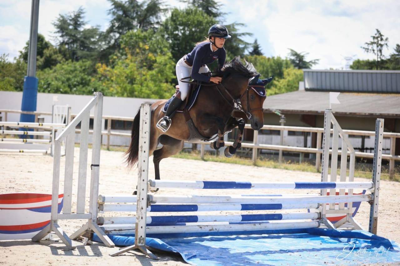 Mare French Saddle Pony For sale 2019 Dark Bay