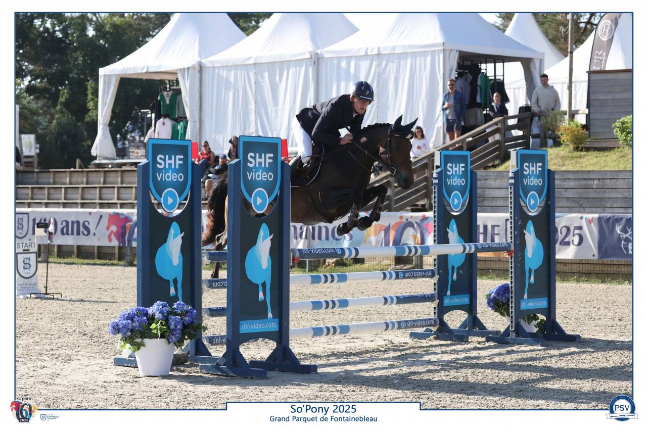 Mare French Saddle Pony For sale 2019 Dark Bay