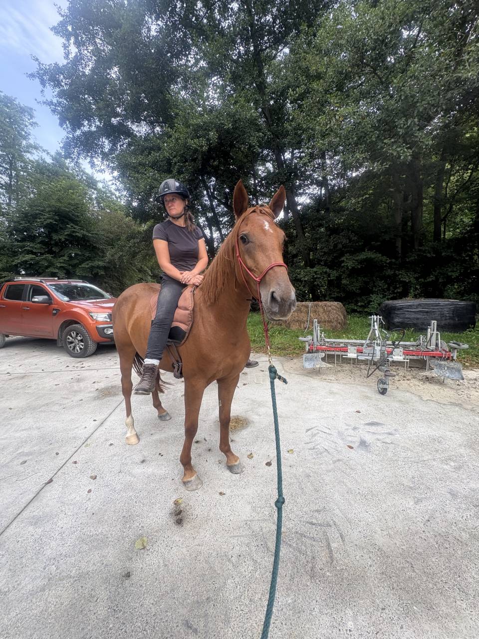 Mare Belgian Riding Pony For sale 2022 Chesnut