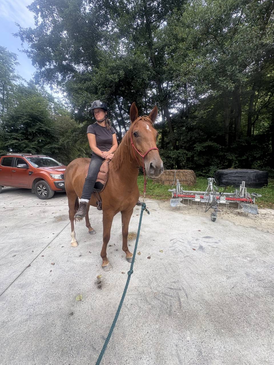 Mare Belgian Riding Pony For sale 2022 Chesnut
