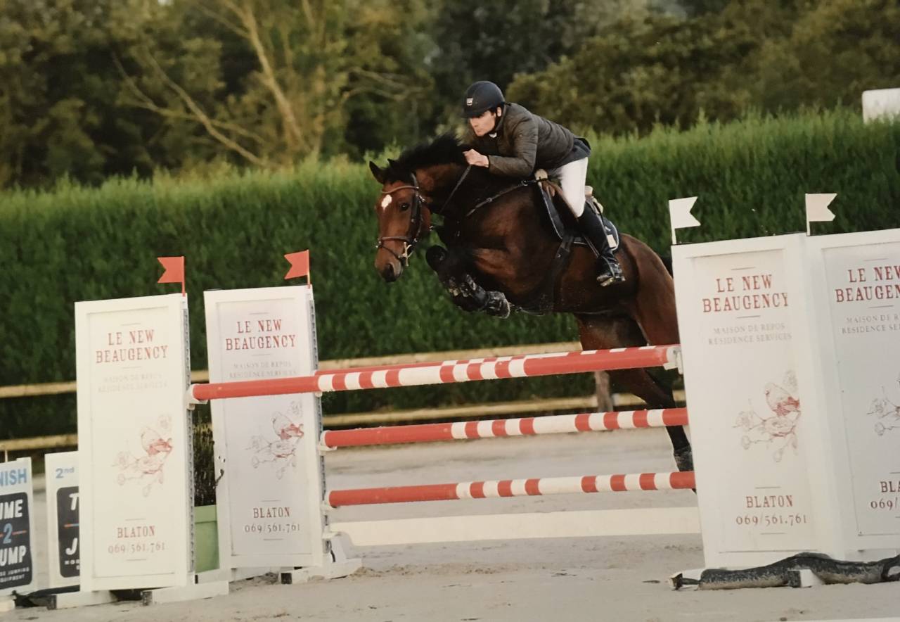 Gelding sBs Belgian Warmblood For sale 2012 Bay