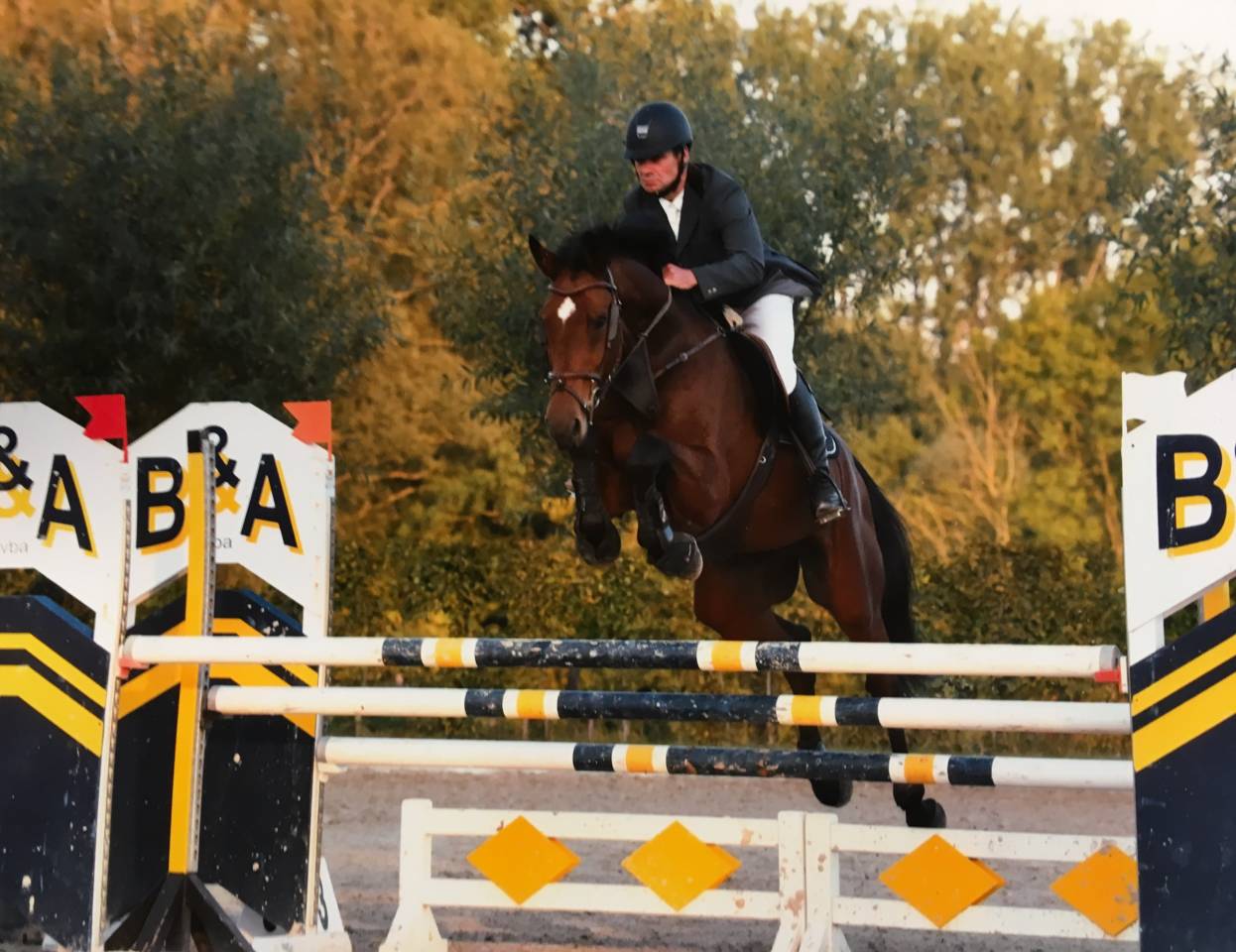Gelding sBs Belgian Warmblood For sale 2012 Bay
