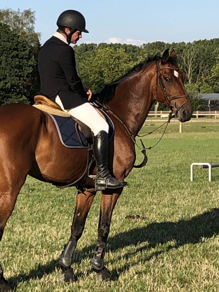 Gelding sBs Belgian Warmblood For sale 2012 Bay