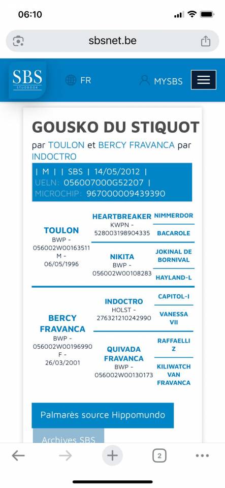 Gelding sBs Belgian Warmblood For sale 2012 Bay