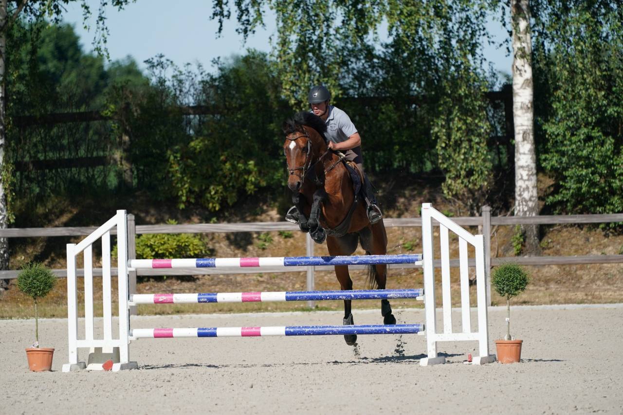 Gelding sBs Belgian Warmblood For sale 2012 Bay