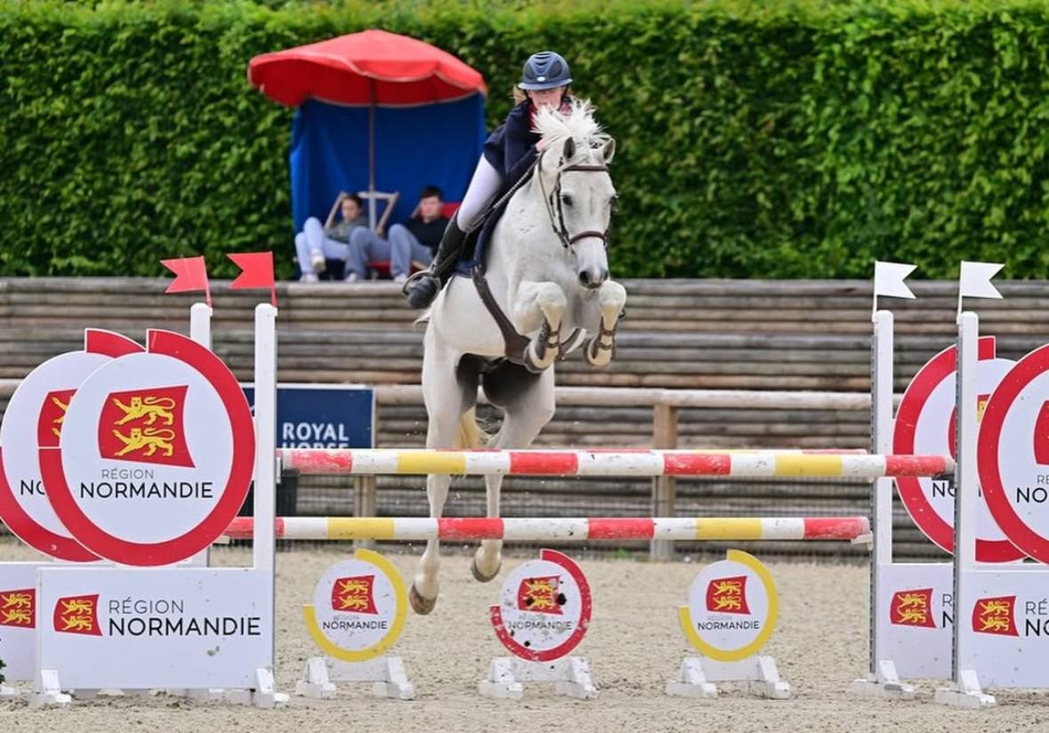 Gelding Holsteiner For sale 2013 Grey