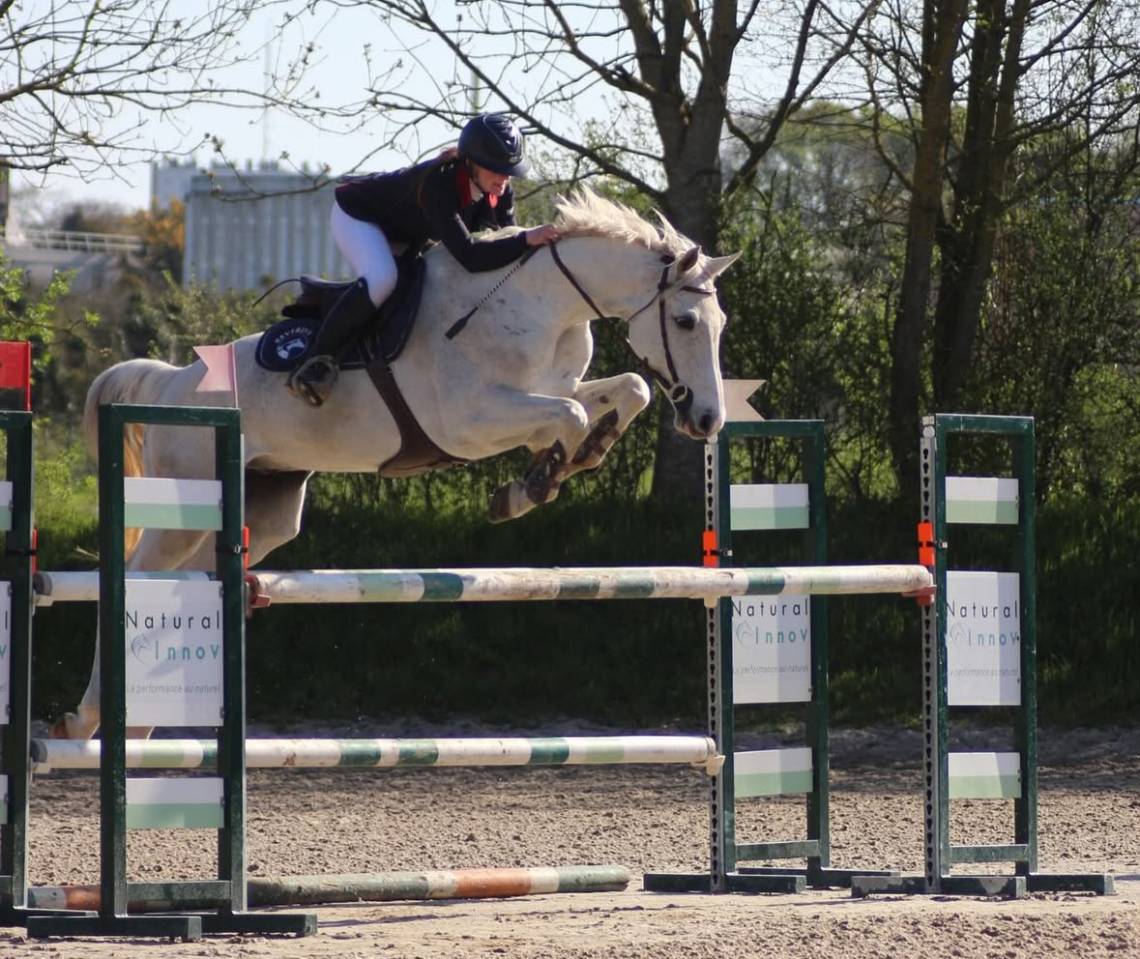 Gelding Holsteiner For sale 2013 Grey