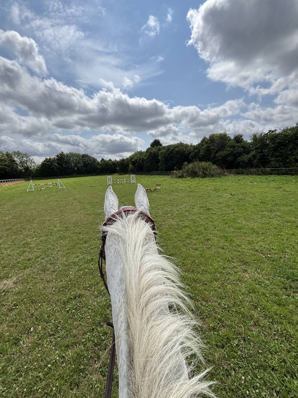 Gelding Holsteiner For sale 2013 Grey
