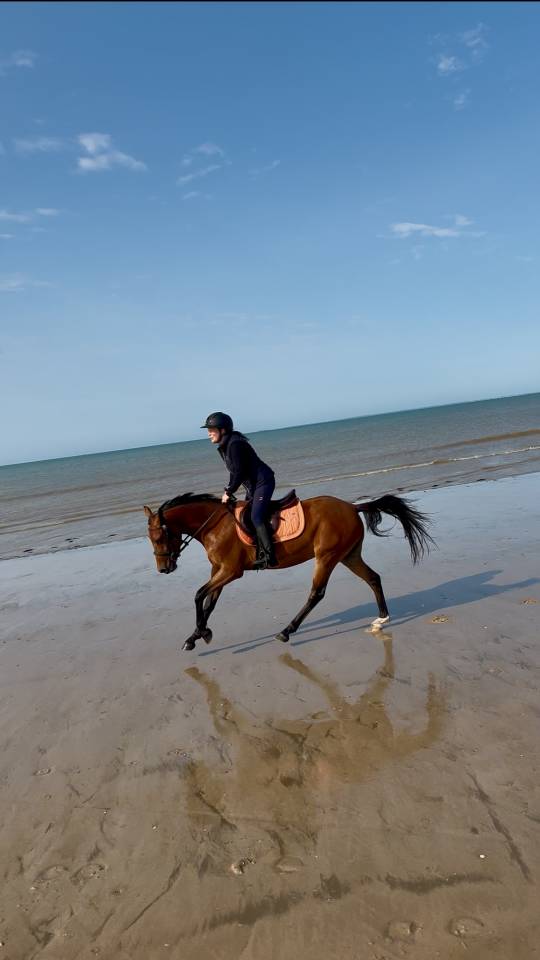 Mare French Saddle Pony For sale 2022 Bay