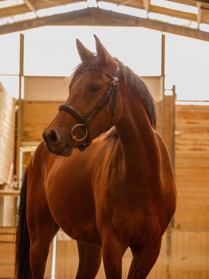 Mare French Saddle Pony For sale 2022 Bay