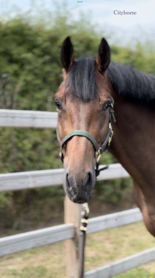 Gelding Zangersheide For sale 2022 Dark Bay