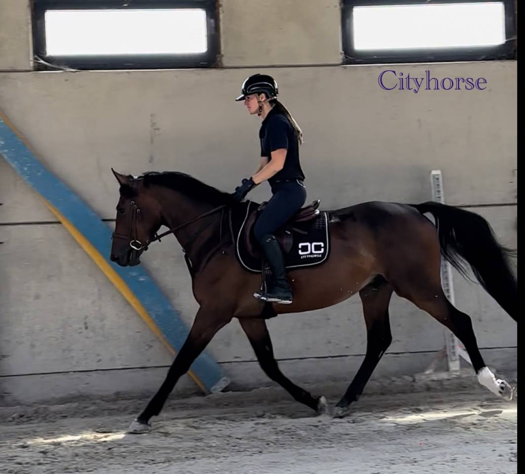 Gelding Zangersheide For sale 2022 Dark Bay