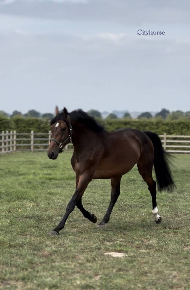 Gelding Zangersheide For sale 2022 Dark Bay