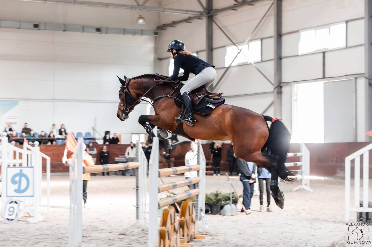 For sale showjumping mare 130 level classes 