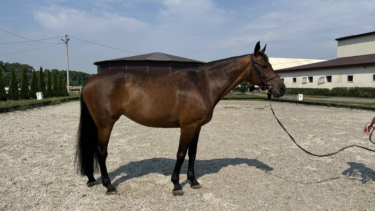 For sale showjumping mare 130 level classes 