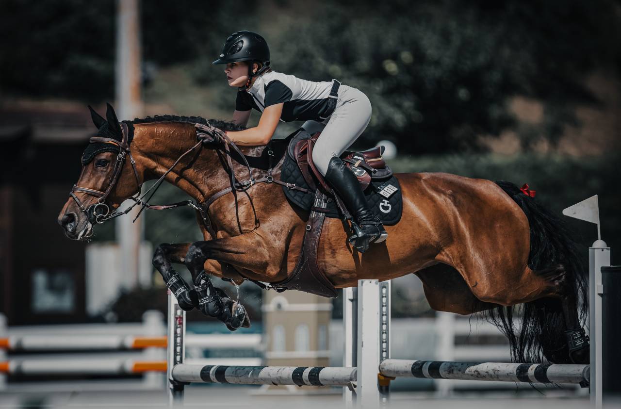 For sale showjumping mare 130 level classes 