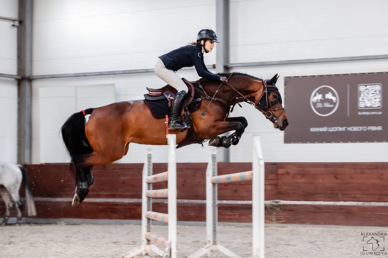 For sale showjumping mare 130 level classes 