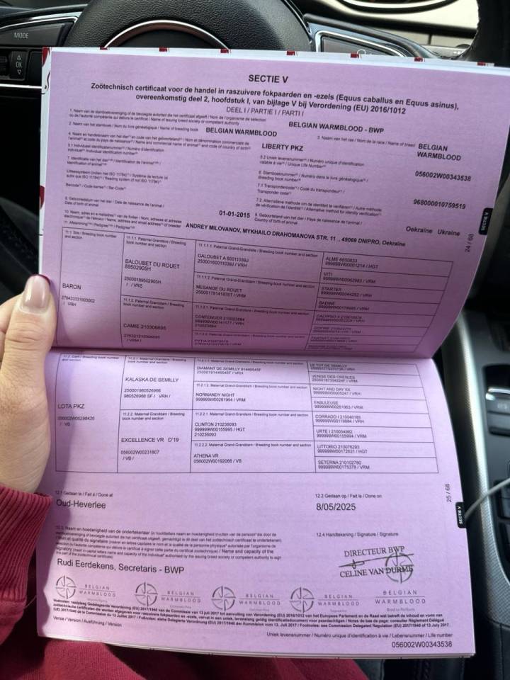 For sale showjumping mare 130 level classes 