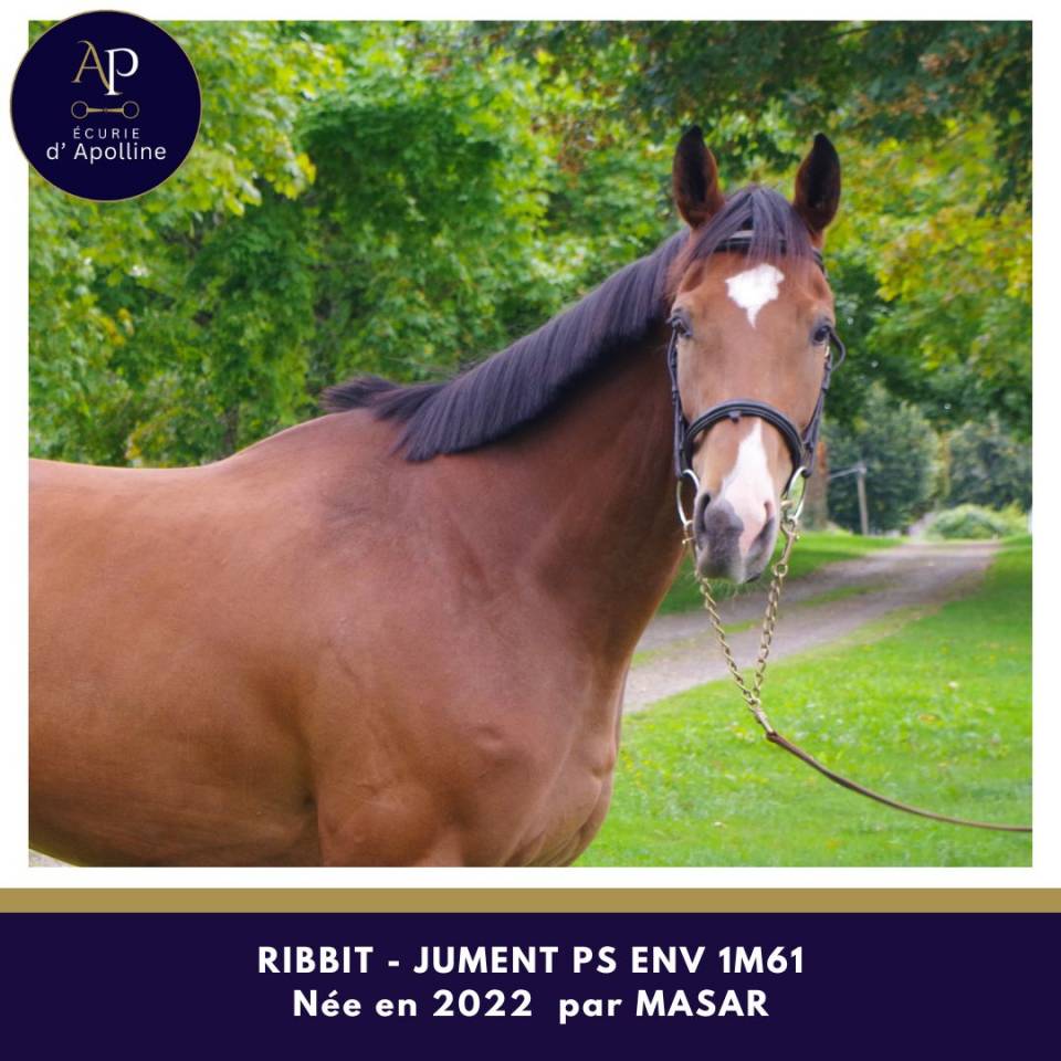 Mare Thoroughbred For sale 2022 Bay