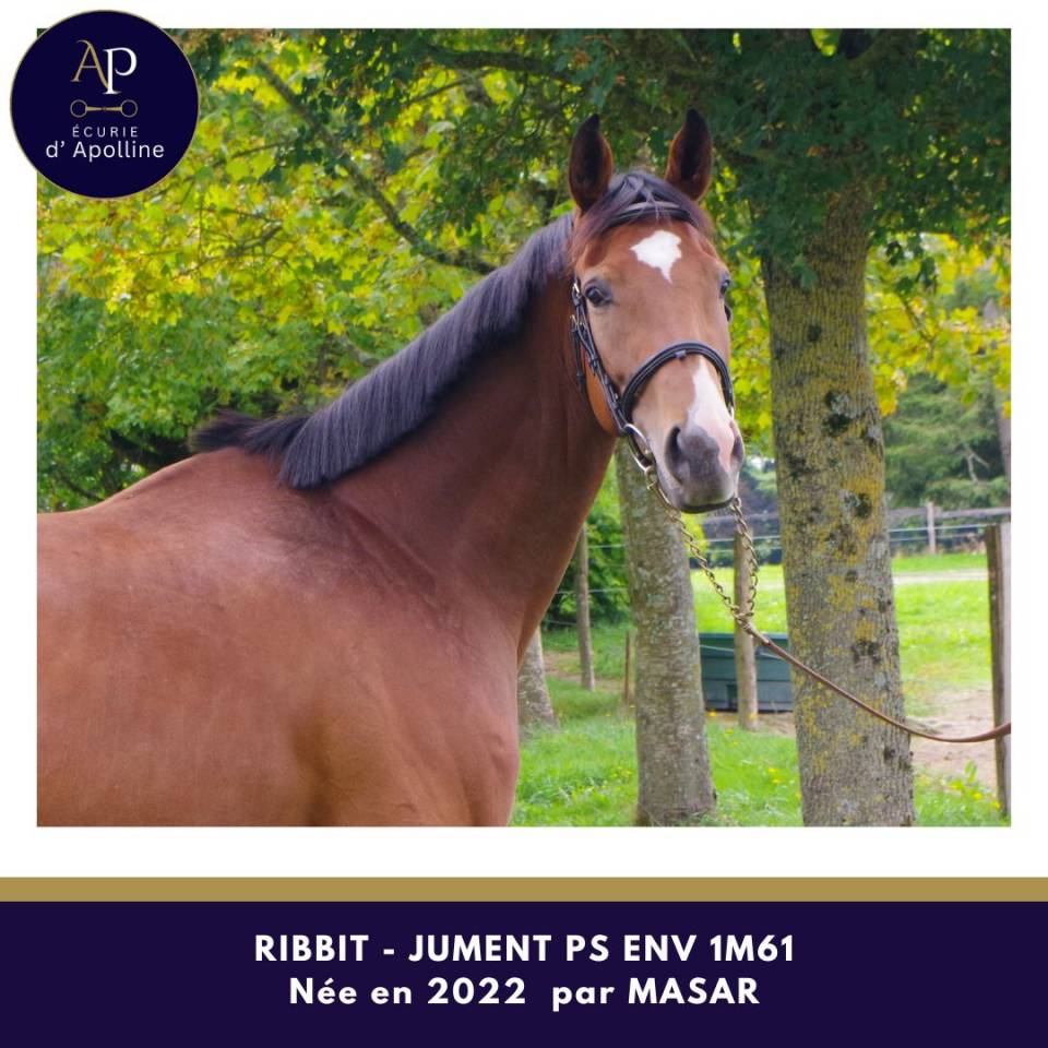 Mare Thoroughbred For sale 2022 Bay