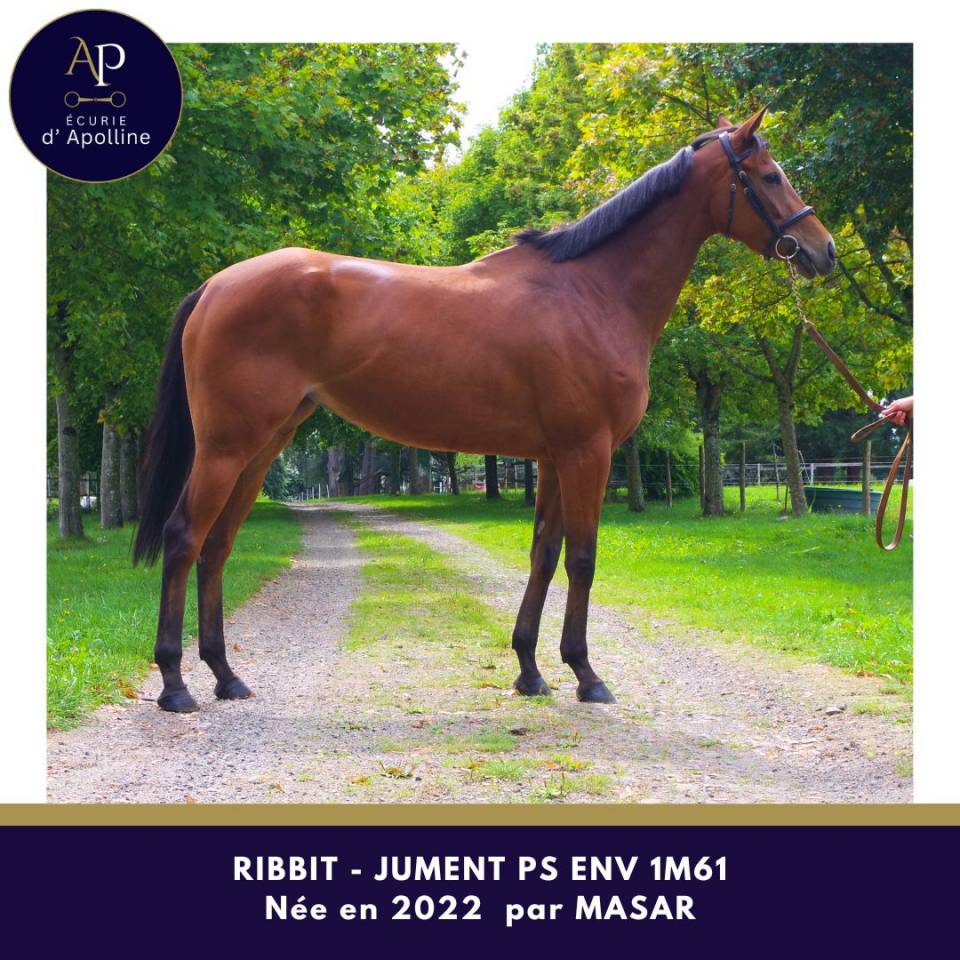 Mare Thoroughbred For sale 2022 Bay