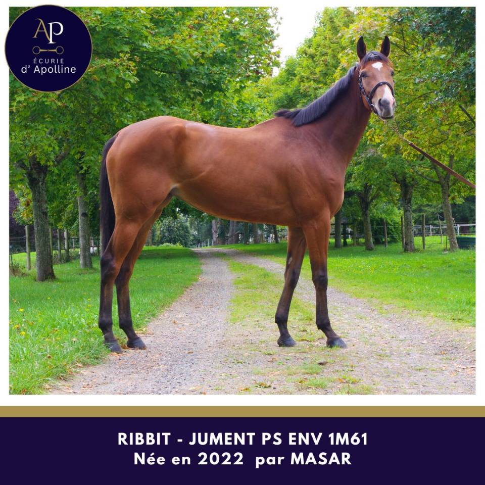 Mare Thoroughbred For sale 2022 Bay