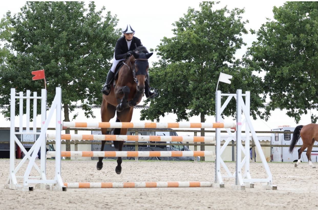 Top 6-year-old gelding for sale