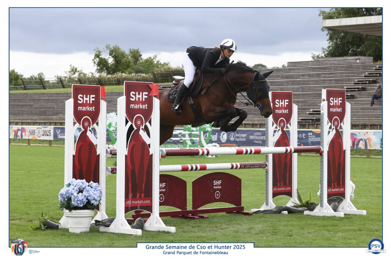 Top 6-year-old gelding for sale