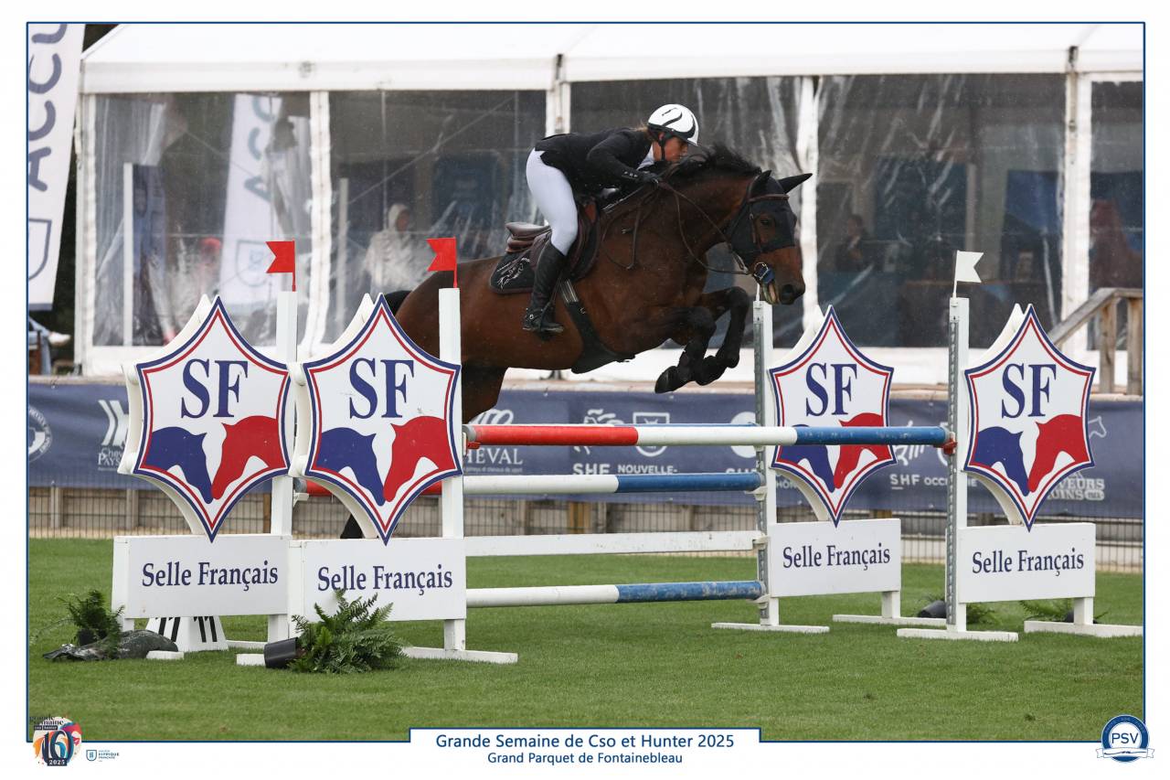 Top 6-year-old gelding for sale