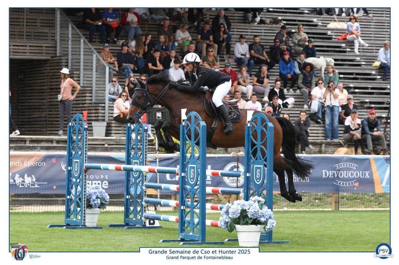 Top 6-year-old gelding for sale