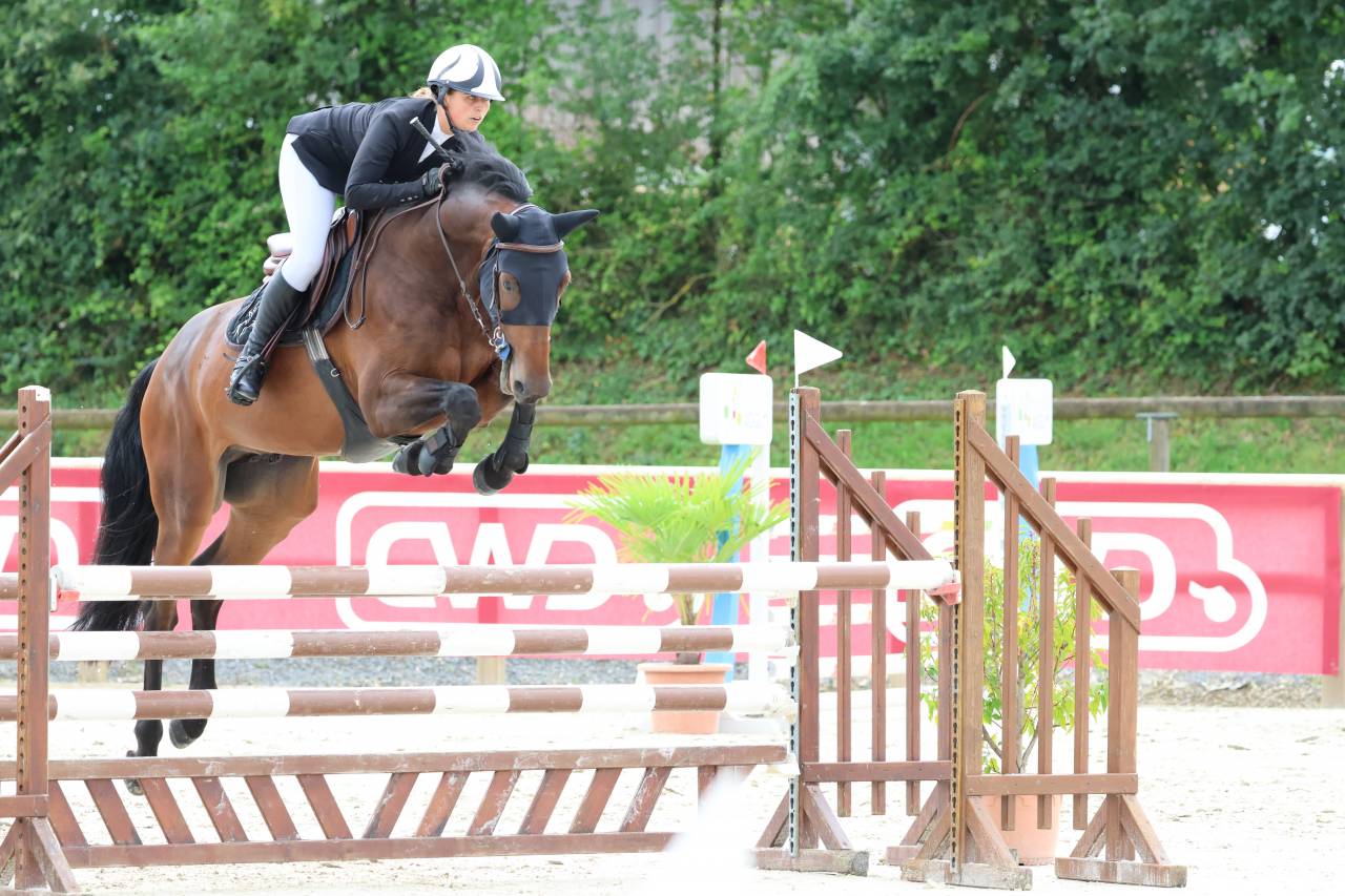 Top 6-year-old gelding for sale