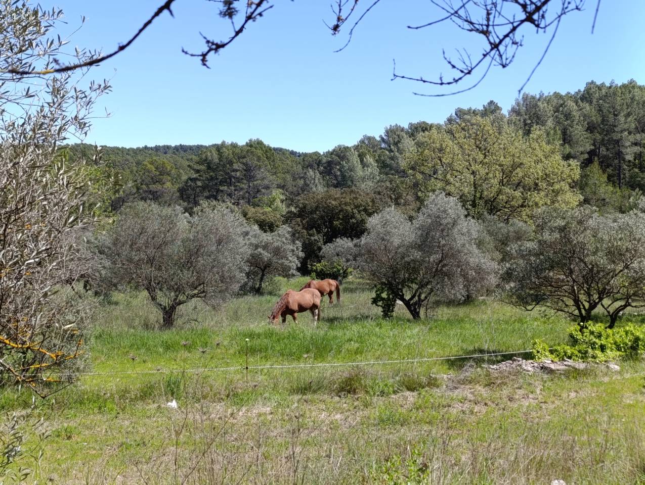 Luxurious equestrian property  Var
