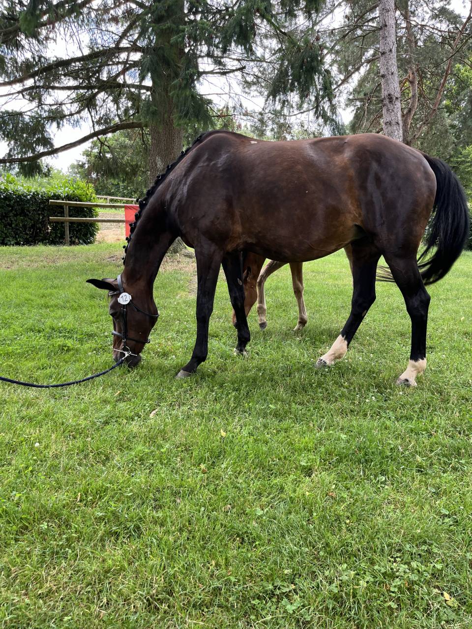 Mare Selle Français For sale 2007 Bay