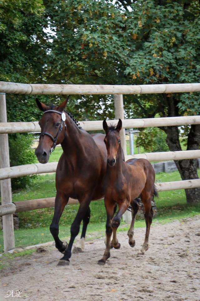 Mare Selle Français For sale 2007 Bay