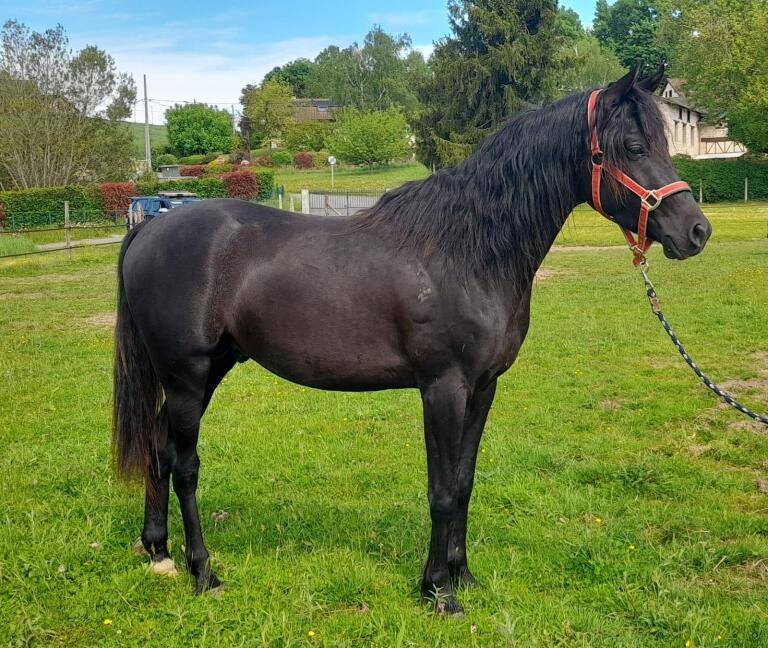 Entire Arabian For sale 2022 Black