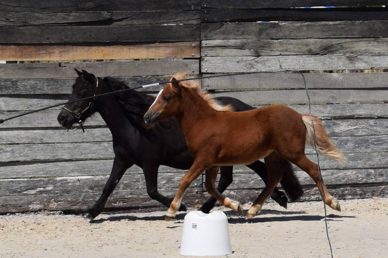 Filly Shetland Pony For sale 2025 Chesnut