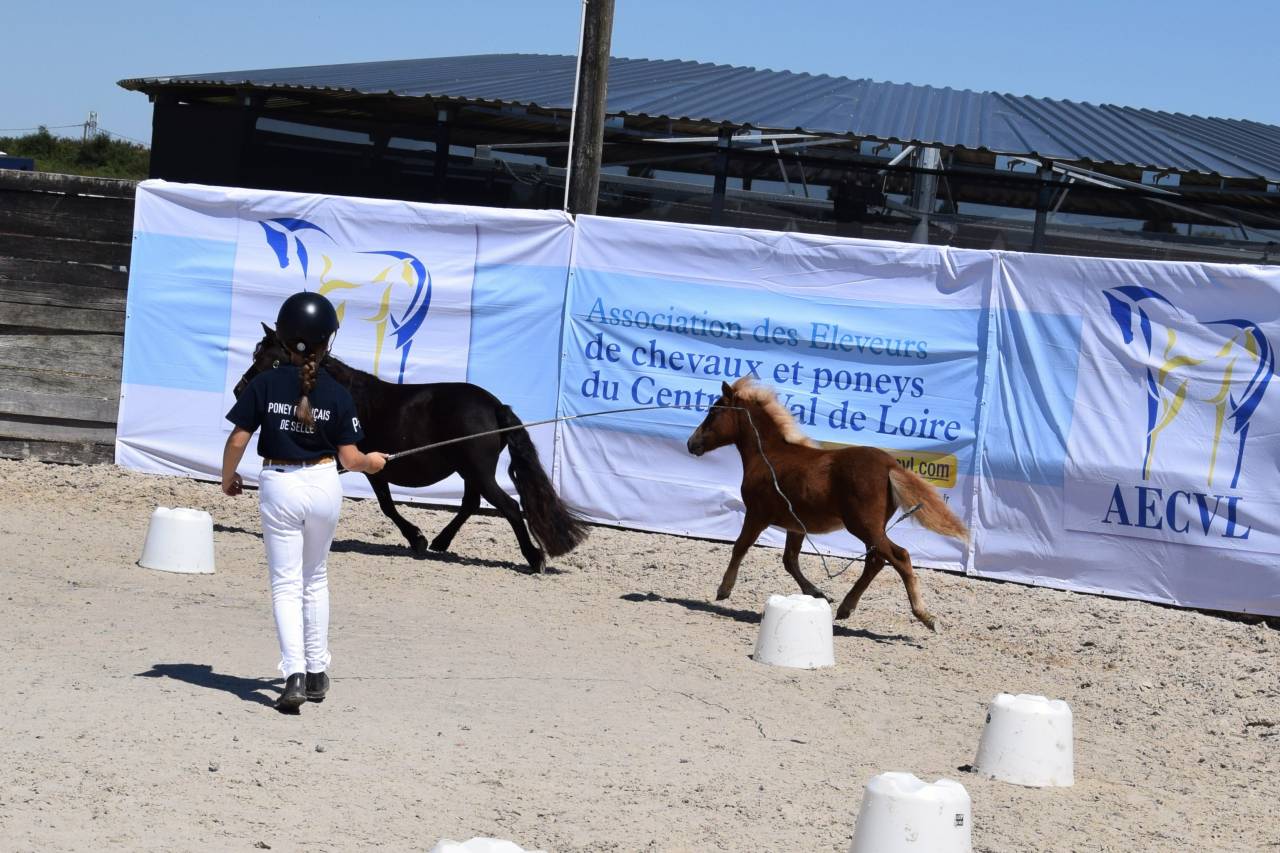 Filly Shetland Pony For sale 2025 Chesnut