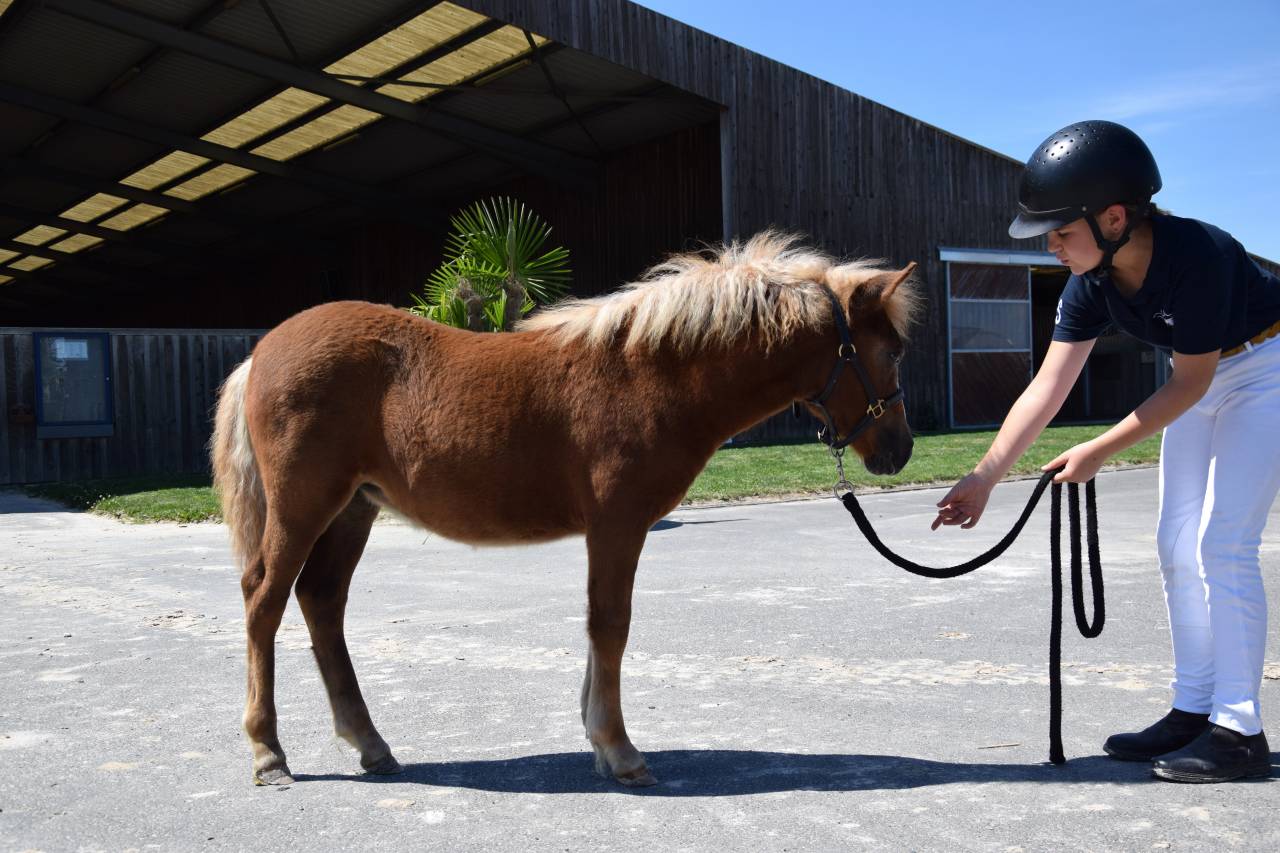 Filly Shetland Pony For sale 2025 Chesnut
