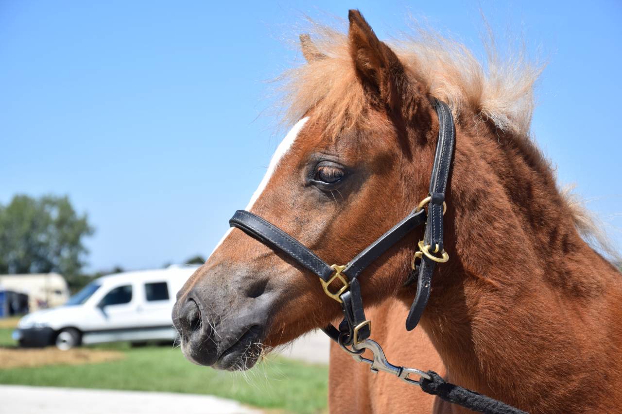 Filly Shetland Pony For sale 2025 Chesnut