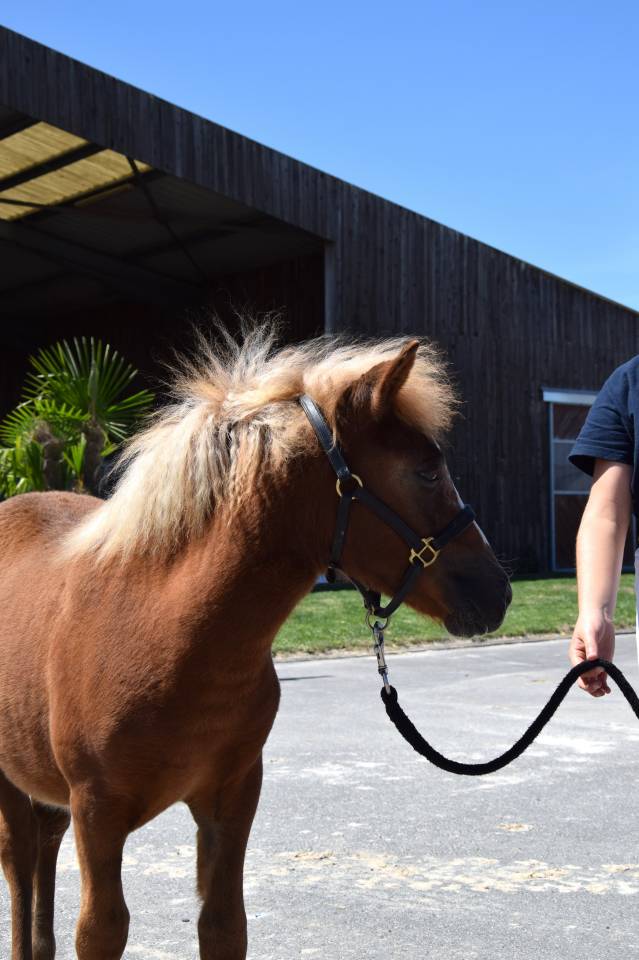 Filly Shetland Pony For sale 2025 Chesnut