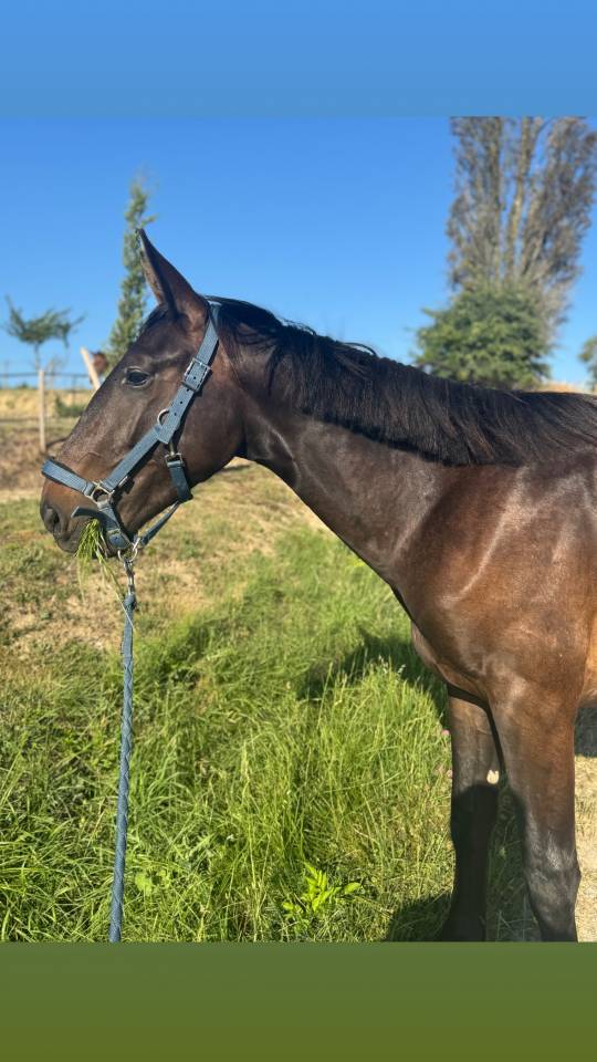 Entire Selle Français For sale 2023 Bay