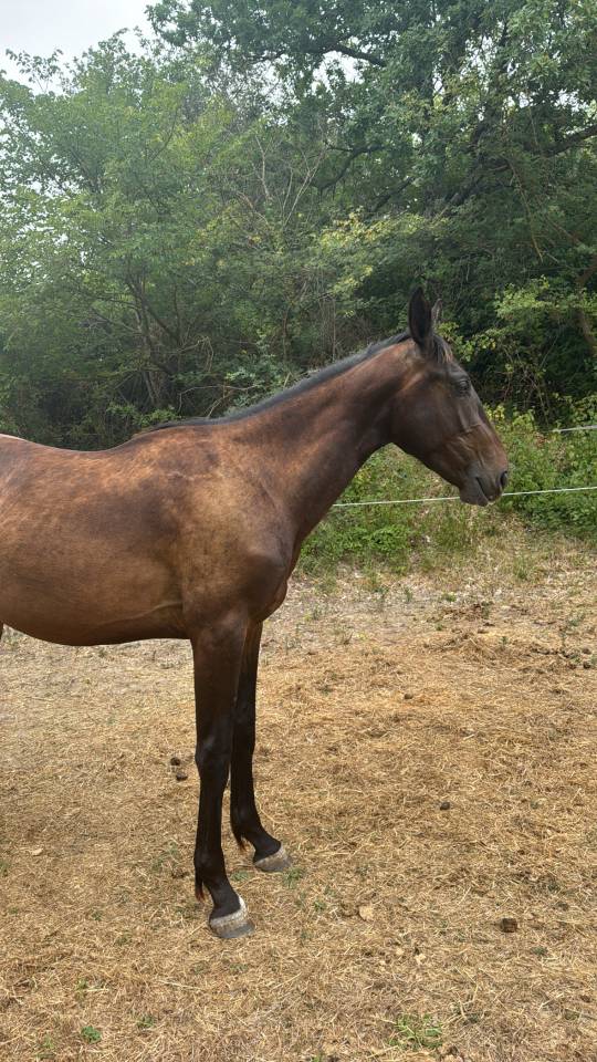 Entire Selle Français For sale 2023 Bay