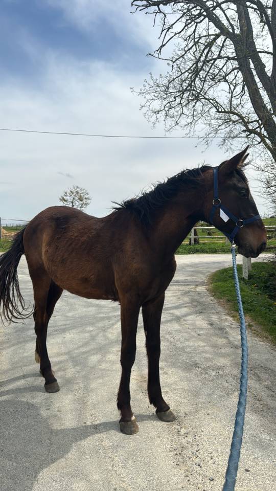 Entire Selle Français For sale 2023 Bay