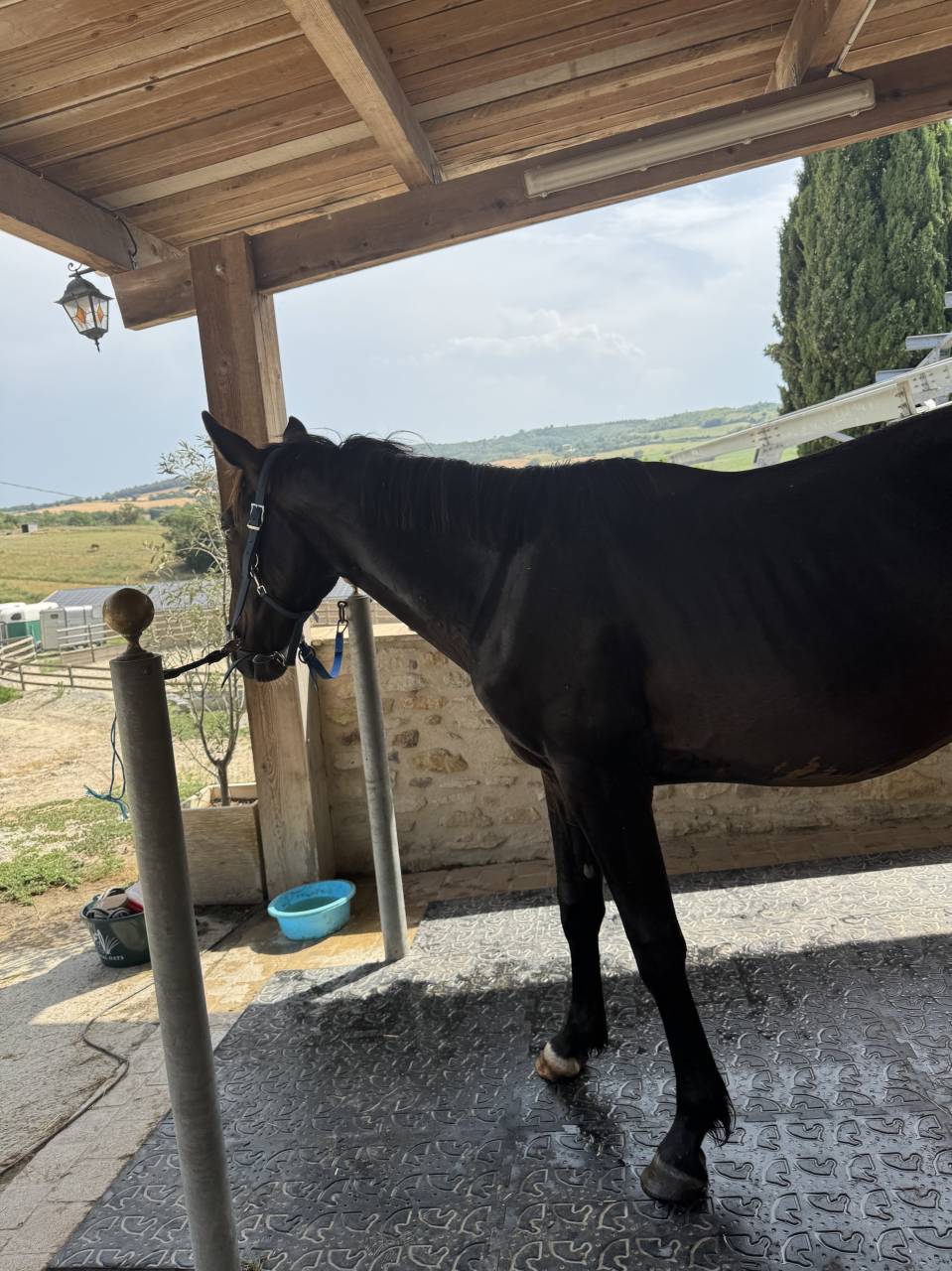 Entire Selle Français For sale 2023 Bay