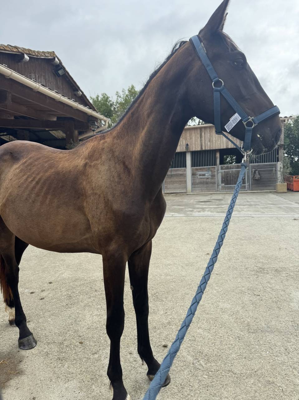 Entire Selle Français For sale 2023 Bay