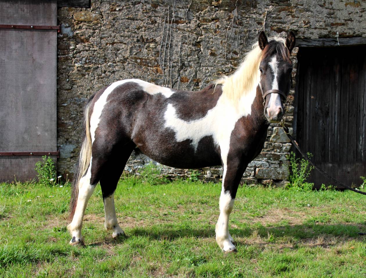 Gelding Other Pony Breed For sale 2023 Coloured